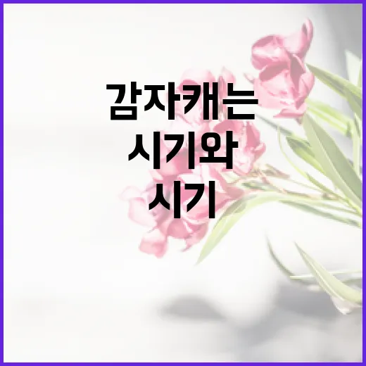 감자 캐는 적절한 시기와 방법 알아보기 - 요약