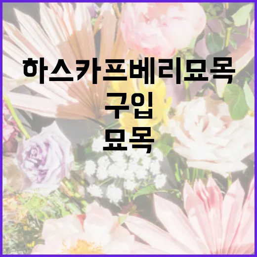 하스카프베리 묘목, 어디서 구입할 수 있을까? - 요약