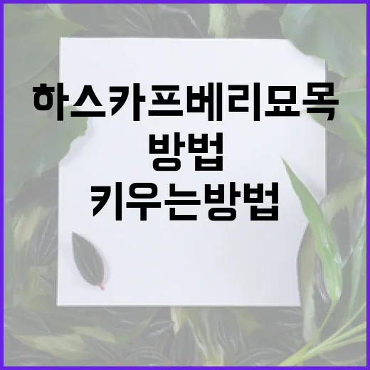 하스카프베리 묘목 키우는 방법: 초보자를 위한 가이드 - 요약