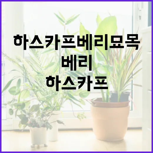 하스카프베리 묘목가격, 이렇게 알아보세요 - 요약