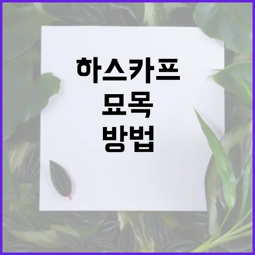 하스카프 묘목 키우는 방법: 성공적인 시작을 위한 팁 - 요약