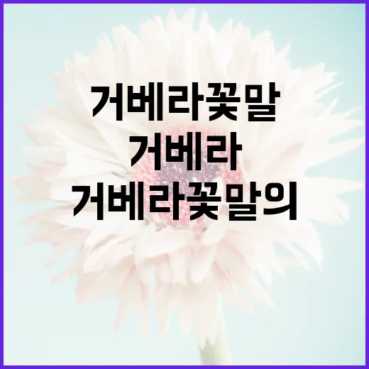 거베라 꽃말의 매력을 탐구하는 방법 - 요약