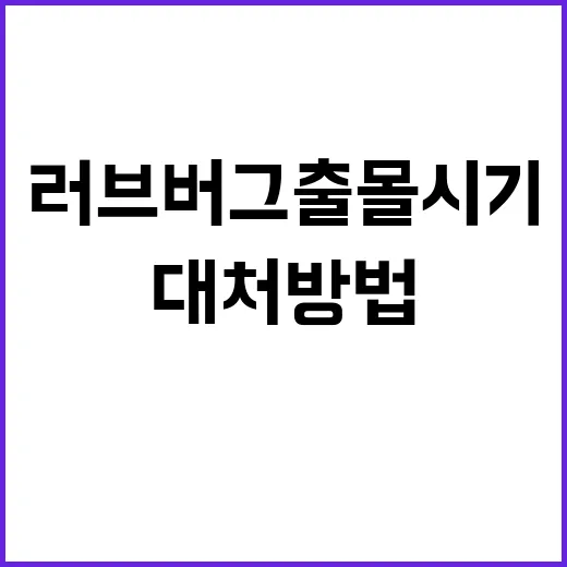 러브버그 출몰시기와 대처 방법: 알아두면 유용한 팁 - 요약