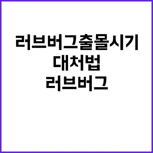 러브버그 출몰시기와 대처법: 자연과의 공존 - 요약