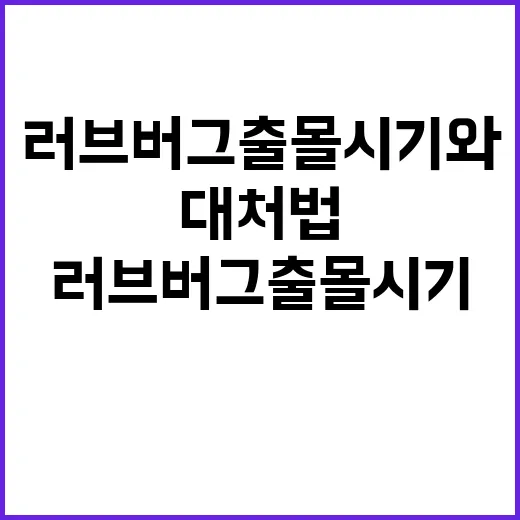 러브버그 출몰시기와 대처법 알아보기 - 요약