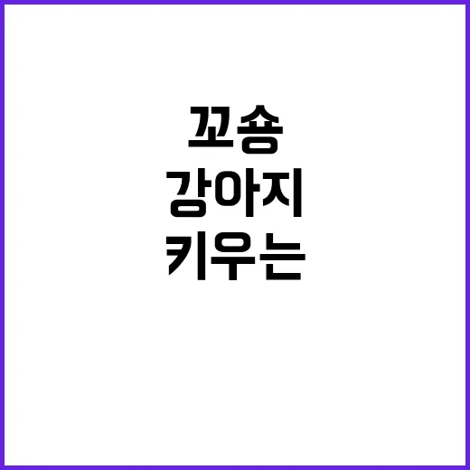 꼬숑 강아지를 키우는 방법과 꿀팁 - 요약
