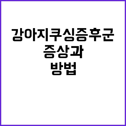 강아지 쿠싱증후군 이해하기: 증상과 관리 방법 - 요약