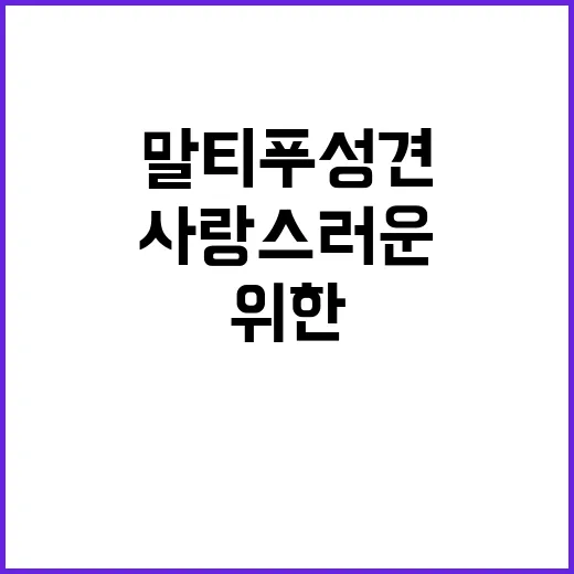 말티푸 성견 키우는 방법: 사랑스러운 친구를 위한 가이드 - 요약