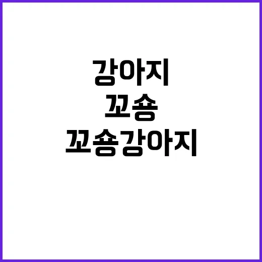 꼬숑 강아지와 함께하는 즐거운 생활 팁 - 요약