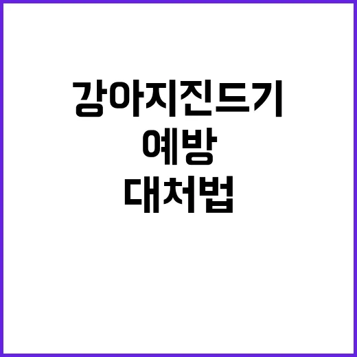 강아지 진드기 예방과 대처법 알아보기 - 요약