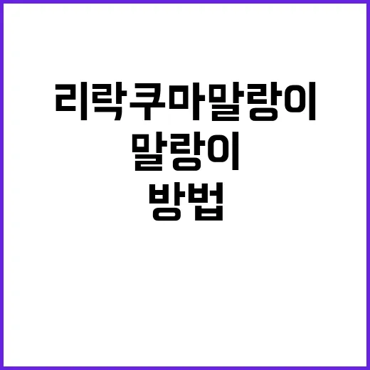 리락쿠마 말랑이의 매력에 빠지는 방법 - 요약