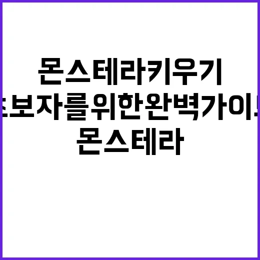 몬스테라 키우기, 초보자를 위한 완벽 가이드 - 요약