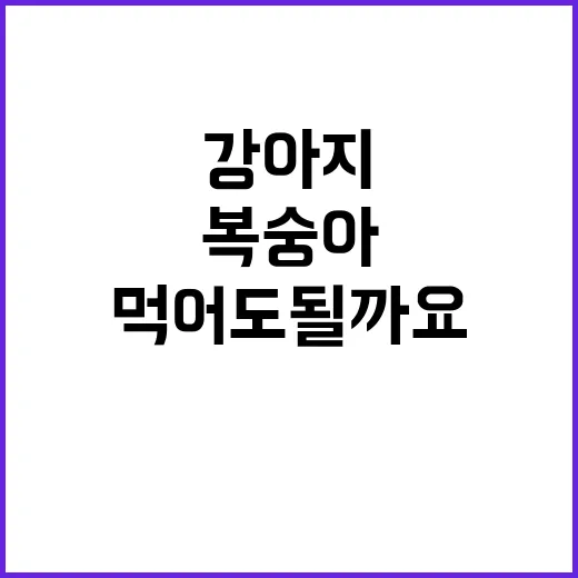 강아지가 복숭아를 먹어도 될까요? 반려견과 복숭아의 궁합 - 요약