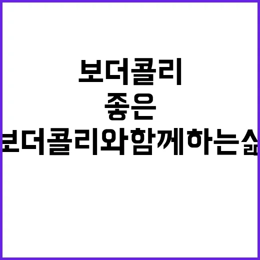 보더콜리와 함께 하는 삶의 즐거움: 알아두면 좋은 팁 - 요약