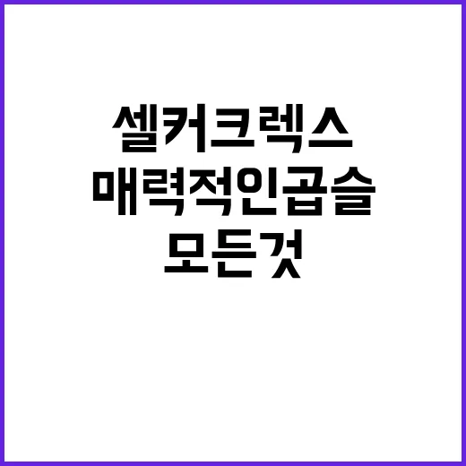 셀커크렉스에 대해 알아야 할 모든 것: 매력적인 곱슬이의 비밀 - 요약
