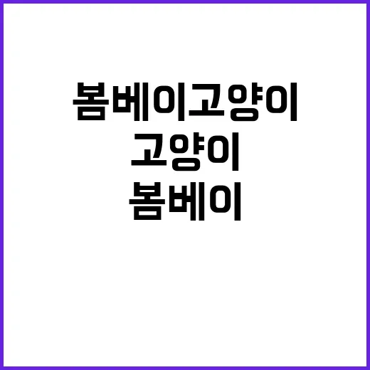 봄베이 고양이와 함께하는 일상: 매력적인 반려동물로의 초대 - 요약