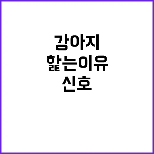 강아지가 핥는 이유 구분하는 방법, 애정 표현부터 병원 신호까지 - 요약