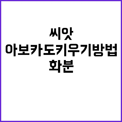 초보자를 위한 아보카도 키우기 방법, 씨앗부터 화분 관리까지 - 요약