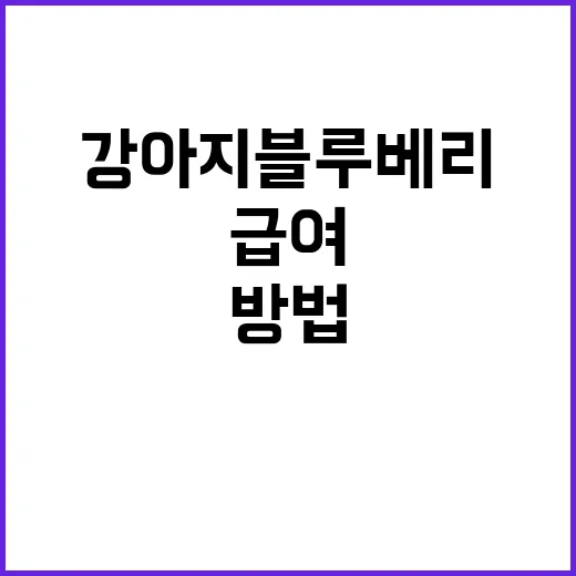 강아지 블루베리 급여하는 방법, 양부터 주의점까지 처음이면 이렇게 - 요약