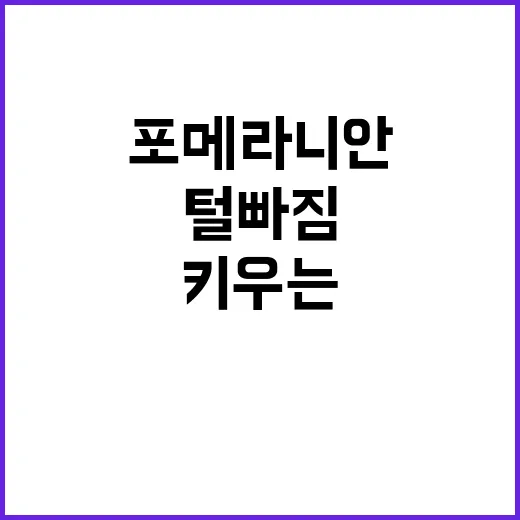 포메라니안 키우는 방법, 털 빠짐부터 산책 습관까지 초보자가 챙길 것 - 요약
