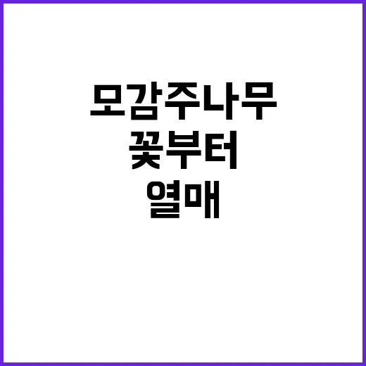 모감주나무 키우는 방법, 꽃부터 열매까지 오래 즐기려면 이렇게 - 요약