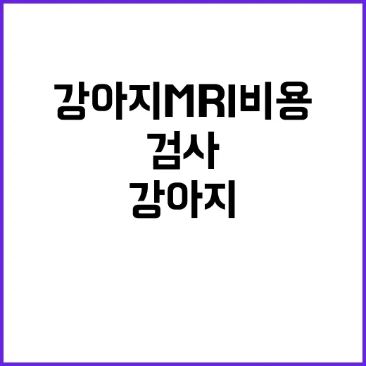 강아지 MRI 비용 아끼려면 검사 전 이렇게 확인하세요 - 요약