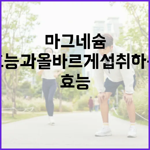 마그네슘의 효능과 올바르게 섭취하는 방법 - 요약