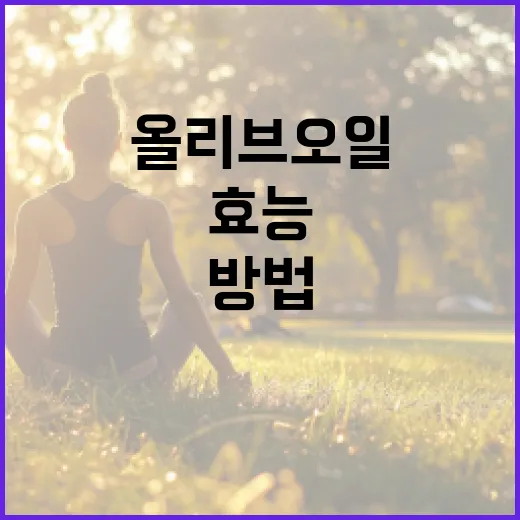 올리브오일의 효능과 활용 방법 - 요약