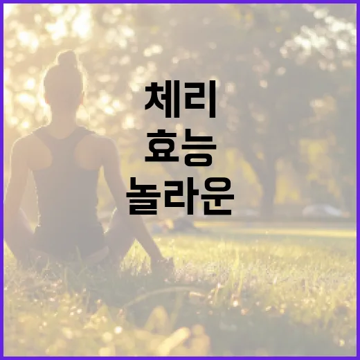 체리의 놀라운 효능을 알아보는 방법 - 요약