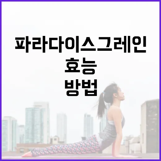 파라다이스 그레인의 효능을 극대화하는 방법 - 요약