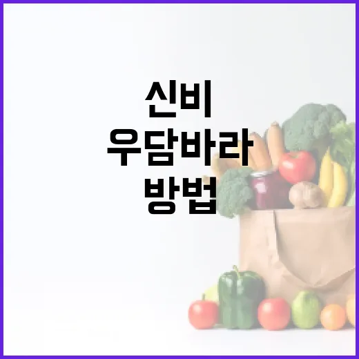 우담바라의 신비를 이해하고 활용하는 방법 - 요약