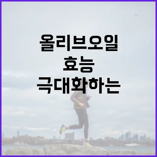 올리브오일의 효능을 극대화하는 방법 - 요약