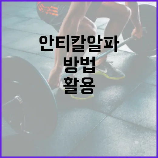 안티칼알파를 활용하여 건강하게 살찌는 방법 - 요약