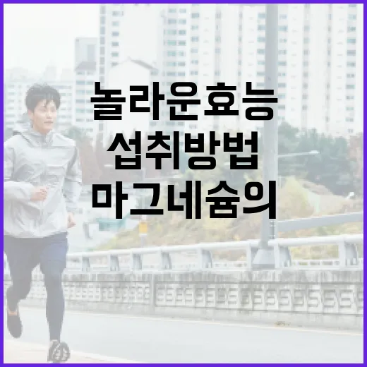 마그네슘의 놀라운 효능과 건강을 위한 섭취 방법 - 요약