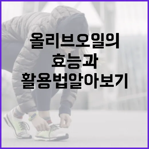 올리브오일의 효능과 활용법 알아보기 - 요약