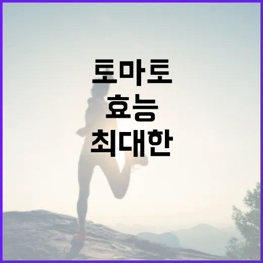 토마토의 효능을 최대한 활용하는 방법 - 요약