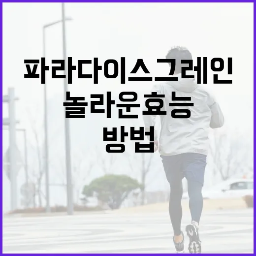파라다이스 그레인의 놀라운 효능을 활용하는 방법 - 요약