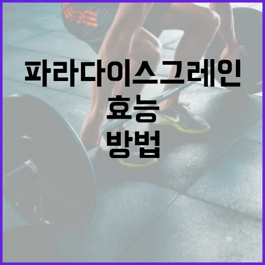 파라다이스 그레인의 효능과 활용 방법 - 요약