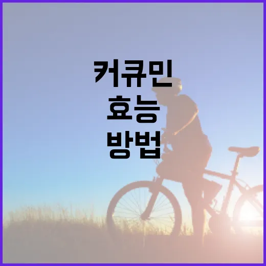 커큐민의 효능: 건강을 위한 활용 방법 - 요약