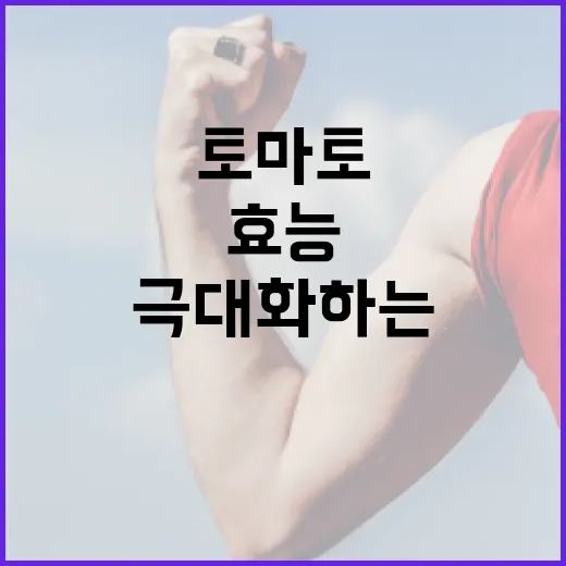 토마토의 효능을 극대화하는 방법 - 요약