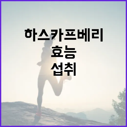 하스카프 베리의 효…
