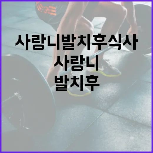 사랑니 발치 후 식사하는 방법 - 요약