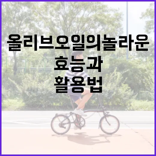 올리브오일의 놀라운 효능과 활용법 - 요약