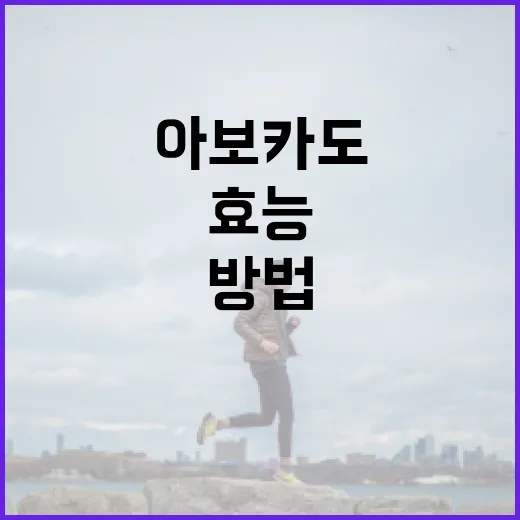 아보카도의 효능을 최대한 활용하는 방법 - 요약