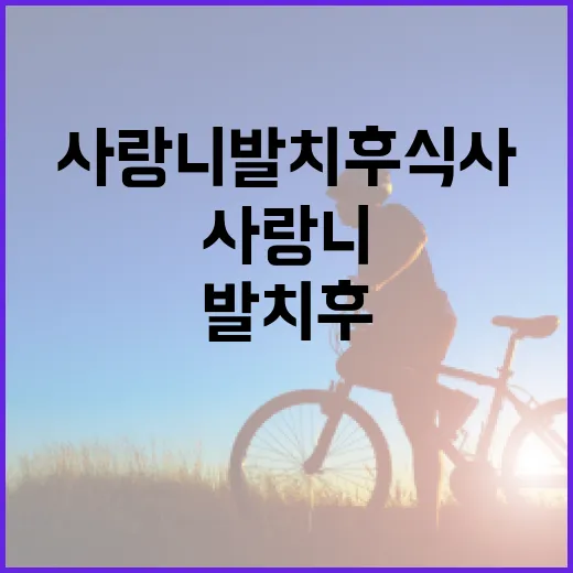 사랑니 발치 후 식사하는 방법 - 요약