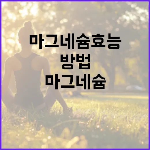 마그네슘 효능을 이해하고 활용하는 방법 - 요약
