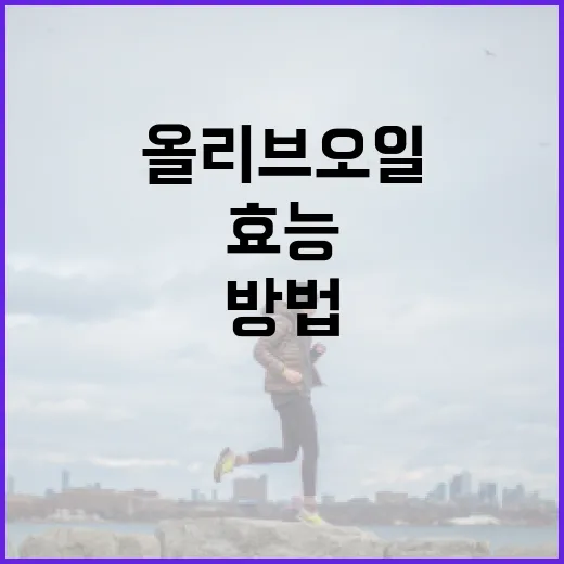 올리브오일의 효능과 활용 방법 - 요약