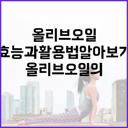 올리브오일의 효능과 활용법 알아보기 - 요약