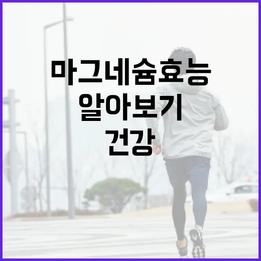 마그네슘 효능 알아보기: 건강을 위한 필수 가이드 - 요약