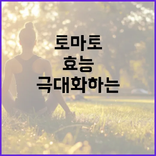 토마토의 효능을 극대화하는 방법 - 요약